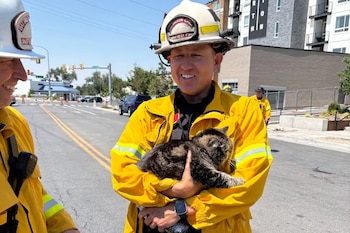 Un gato fue hallado con vida más de 72 horas después del incendio en un apartamento de Utah (Autoridad Unificada de Bomberos)