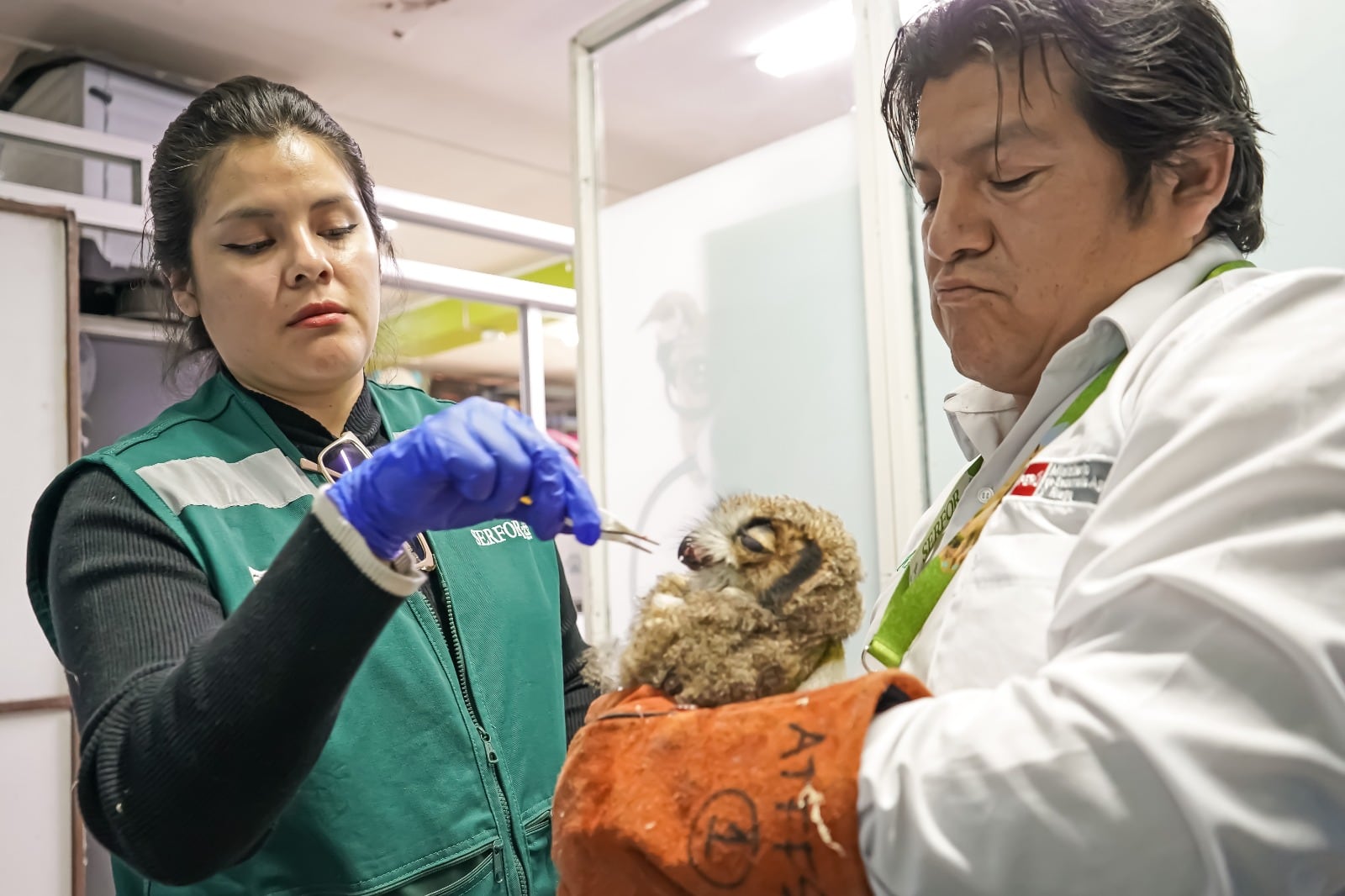 Especialistas del Serfor atienden a un búho cornudo rescatado en una carretera de Junín tras sufrir una fractura en el ala derecha. (Foto: Serfor)