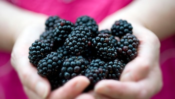Moras, frutas ricas en colágeno