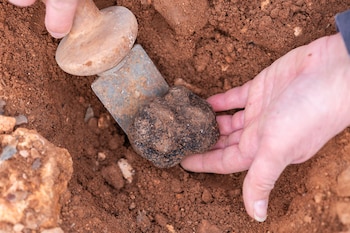 La trufa negra de Teruel ha obtenido el reconocimiento de la Unión Europea como Indicación Geográfica Protegida (Cedida)