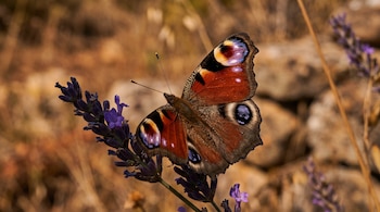 Mariposa pavo real con alas abiertas de tonos rojizos y ocelos azules posada sobre una flor violeta de lavanda.