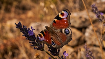 Cómo las mariposas usan patrones en sus alas para confundir a los depredadores