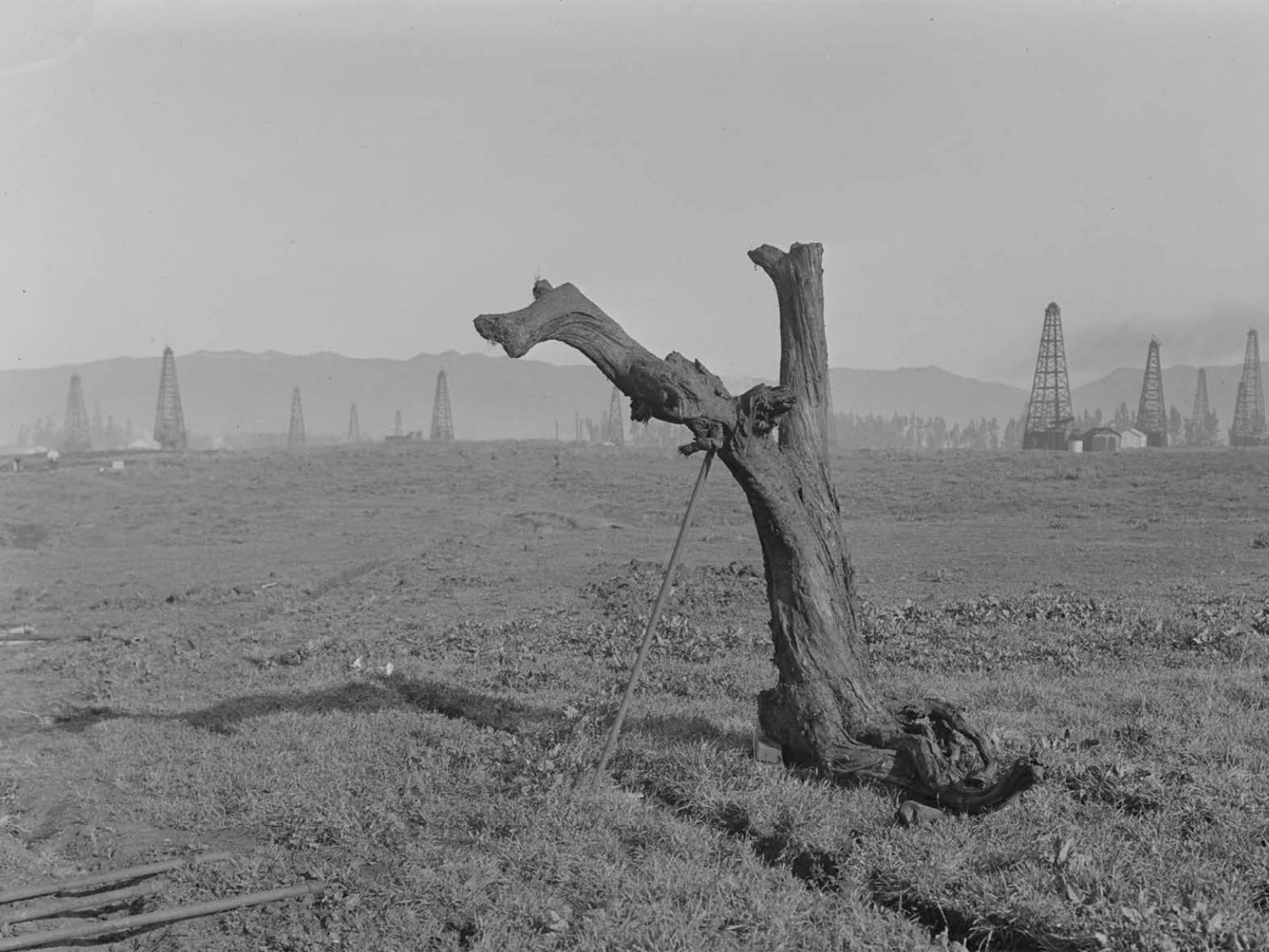 Las plantas prehistóricas desempeñaron un papel esencial en el equilibrio del clima terrestre, evitando la caída drástica de los niveles de CO2 durante periodos extremos (Courtesy of La Brea Tar Pits)