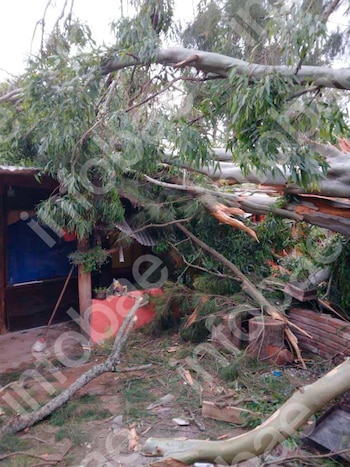 Cayeron dos árboles de su casa sobre la del vecino durante un temporal y deberá indemnizarlo