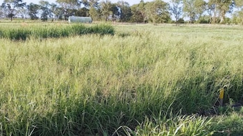 El nitrógeno, una clave silenciosa