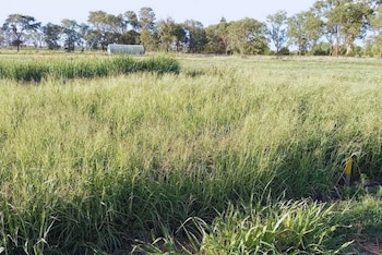 Durante décadas se miró al