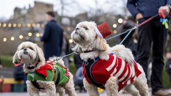 Algunos perros pueden aprender palabras
