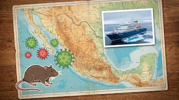 México emite alerta epidemiológica por brote de hantavirus que dejó 3 muertos en el Atlántico Sur