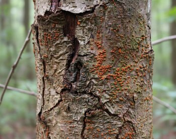 La biología sintética promete salvar especies y combatir enfermedades, pero genera un intenso debate global