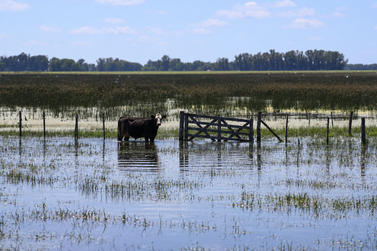 Inundaciones: Nación declaró la emergencia agropecuaria en zonas de Buenos Aires