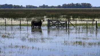 Inundaciones: Nación declaró la emergencia agropecuaria en zonas de Buenos Aires