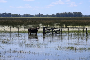 Vaca cercana a un alambrado y una tranquera en un campo inundado