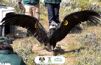 Coordinación entre SERFOR, Sernanp, AUTOCOLCA y organizaciones internacionales. Autoridad Autónoma del Colca y Anexos