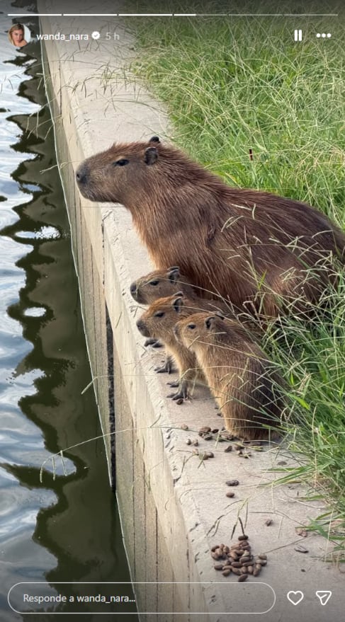 El video publicado por Wanda Nara muestra la presencia cada vez más frecuente de carpinchos en el barrio privado de Nordelta