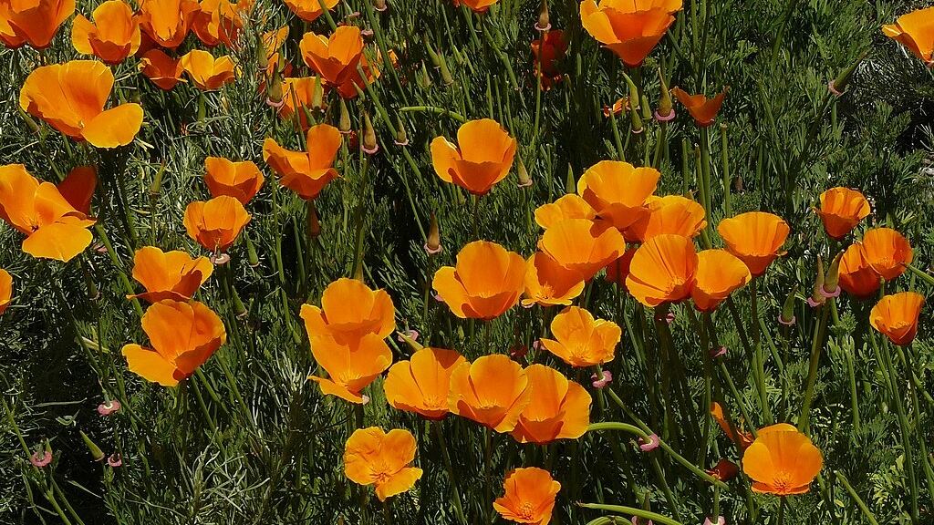 Amapola Californiana (Wikimedia Commons)