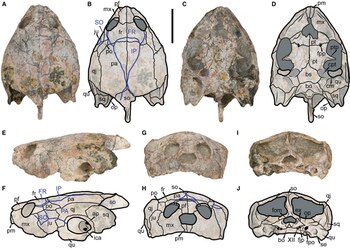 Tomografías computarizadas permitieron determinar que