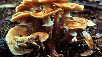 El organismo más grande del