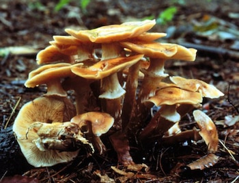 El hongo Armillaria ostoyae, conocido