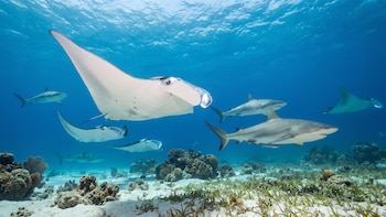 Un estudio reveló que las áreas marinas protegidas no cubrirían a la mayoría de tiburones y rayas