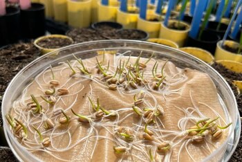 Investigadores descubrieron dos regiones genómicas