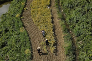 El deterioro impide que las semillas completen su desarrollo y las deja fuera de la venta como producto pulido de primera calidad (AP Foto/Ayaka McGill)
