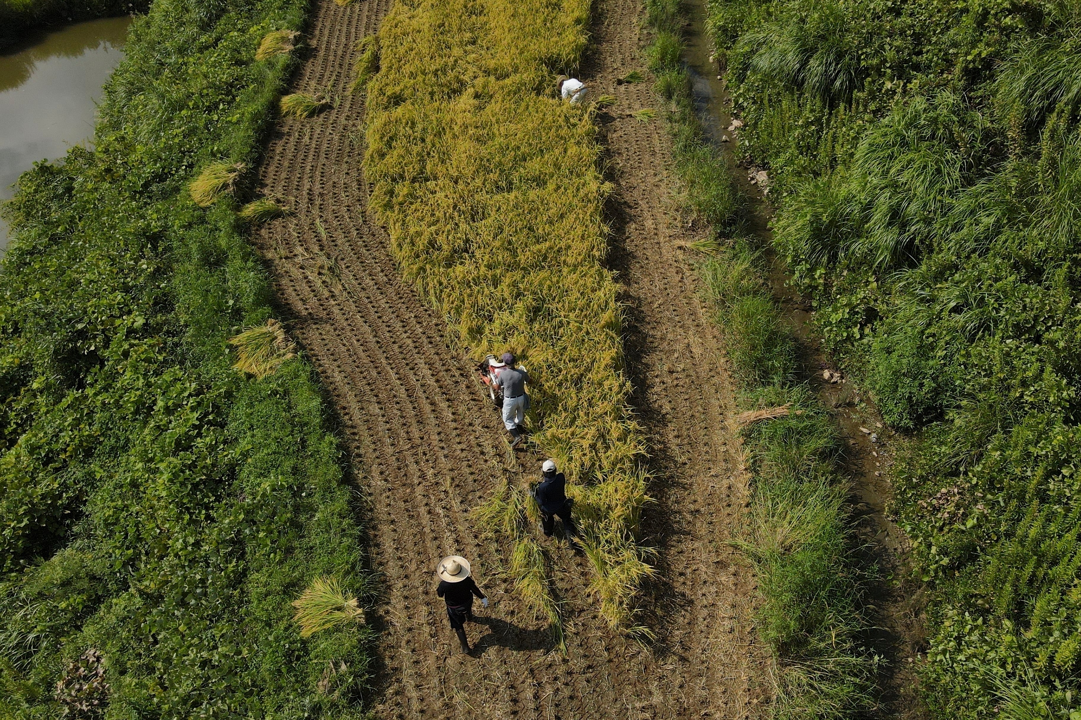 El deterioro impide que las semillas completen su desarrollo y las deja fuera de la venta como producto pulido de primera calidad (AP Foto/Ayaka McGill)