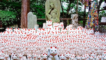 El gato es tan importante