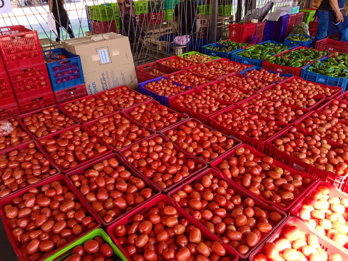 Las autoridades salvadoreñas atribuyen la disminución en el costo de productos como papa, cebolla, chile verde, tomate, güisquil y repollo al aumento de la producción local./(Redes sociales de Óscar Domínguez)