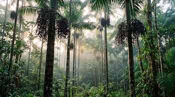 Palmeras altas con racimos de frutos oscuros en un entorno boscoso rodeado de vegetación y niebla.