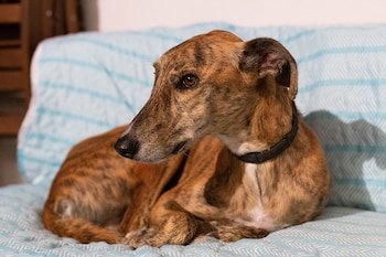 Los Galgos requieren recuperar energías