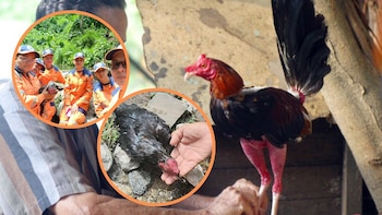 Rescatan gallo de pelea que