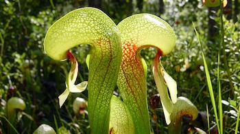 Primer plano de dos plantas Darlingtonia californica verde amarillentas con patrones reticulados blancos y vetas rojizas, destacando contra un fondo borroso de vegetación.