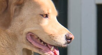 Al principio Cleo no dejaba