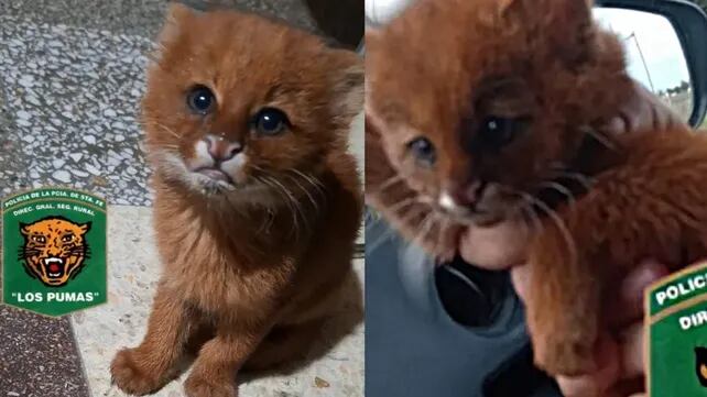 En agosto rescataron un cachorro de puma yaguarundí