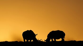 La justicia sudafricana investiga a