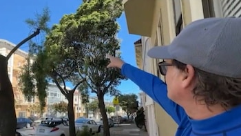 Hombre con gorra gris y camisa azul señala un M-tree de follaje verde. Al fondo se ven edificios y coches estacionados bajo un cielo azul claro