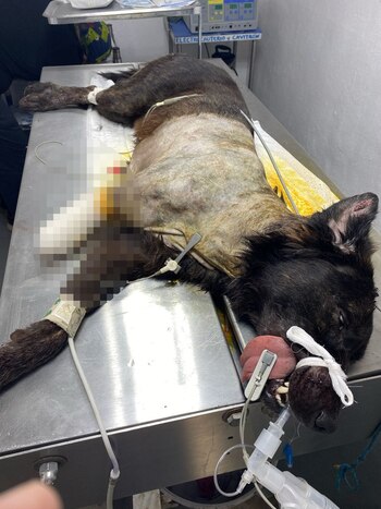 Especialistas médicos tuvieron que amputar