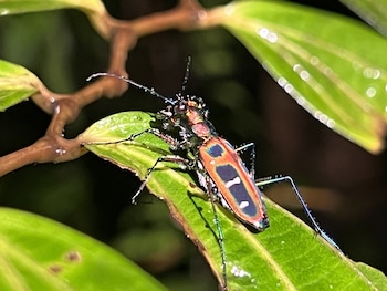 Muchos nuevos organismos descriptos por