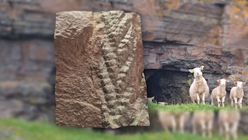 Hallazgo en el Ártico: encuentran uno de los fósiles animales en 3D más antiguos y descubren rasgos inéditos de esa especie