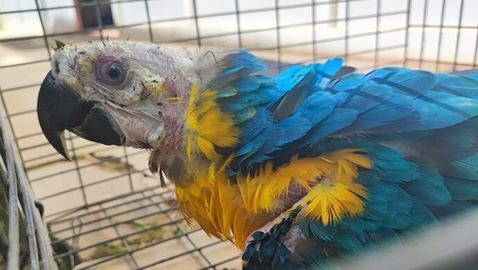 La normativa vigente establece que la comercialización de animales silvestres es ilegal. (Foto: Ministerio Público)