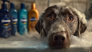 Cómo preparar en casa acondicionadores