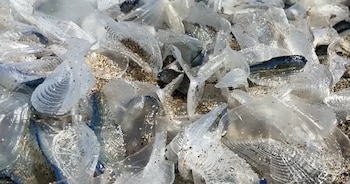 Primer plano de numerosos organismos marinos translúcidos, similares a medusas, con una "vela" dorsal, varados en arena húmeda de la playa