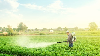 El ajenjo también tiene un