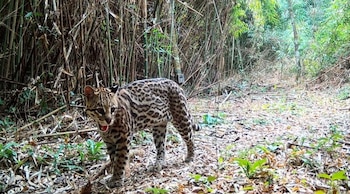 Yaguareté en la reserva natural San Jorge, en Misiones