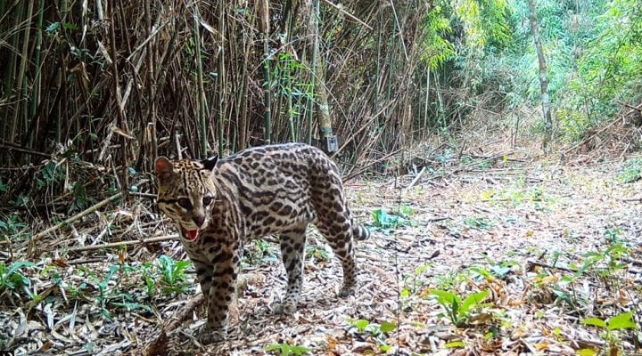 En la reserva natural San Jorge, vive una de las especies protegidas argentinas: el yaguareté (PEFC)