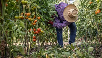 Huerto natural de La Boscana