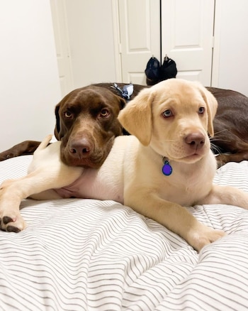 Los "hermanos" lograron adaptarse rápido