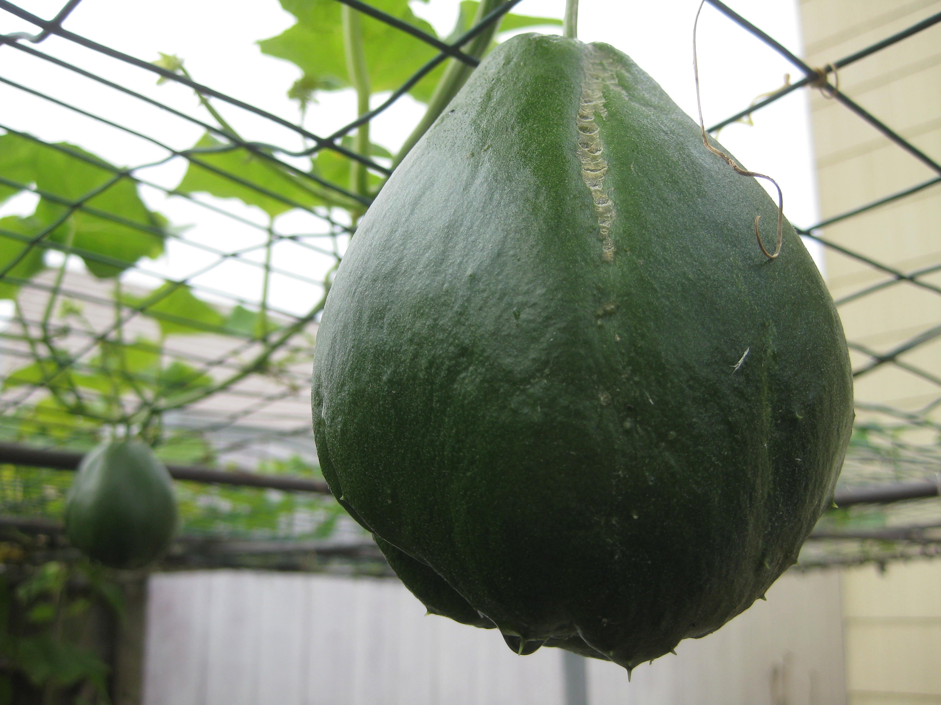 El chayote se distingue por su alto contenido de fibra, lo que ayuda a prevenir el estreñimiento.Crédito: Wikimedia