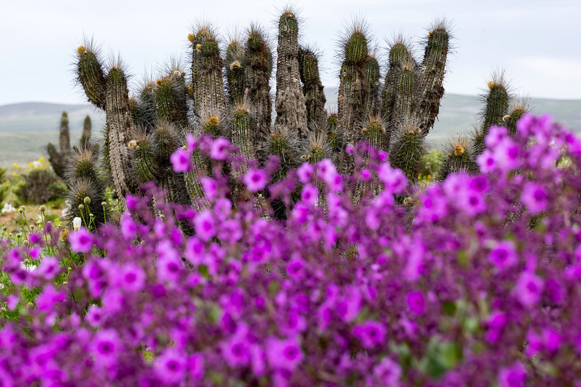 Flores violetas, blancas y amarillas cubren sectores del norte de Chile tras precipitaciones inusuales (AFP)