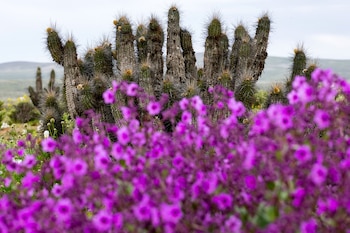 Atacama con flores por lluvias